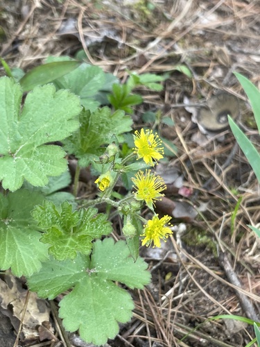 Waldsteinia lobata — flower photograph