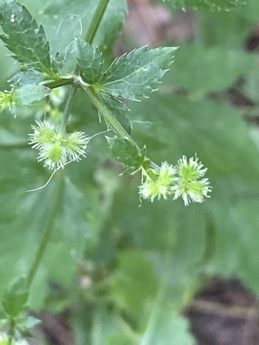 Sanicula canadensis — flower photograph