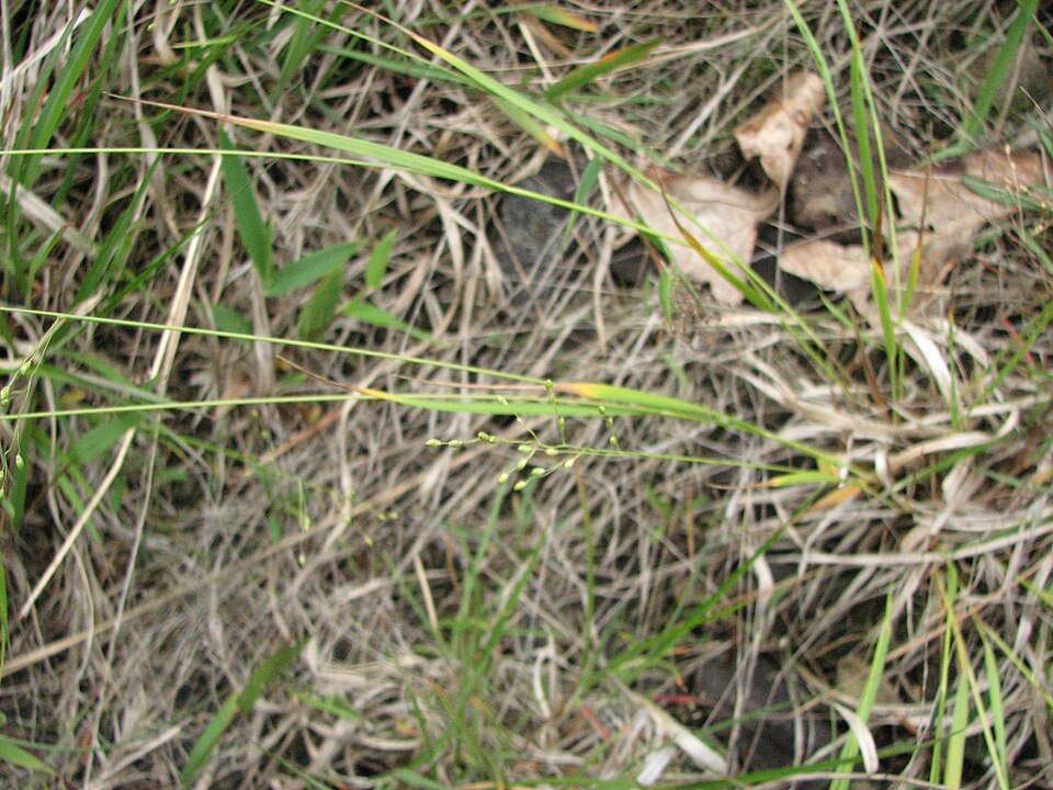 Dichanthelium linearifolium — whole photograph