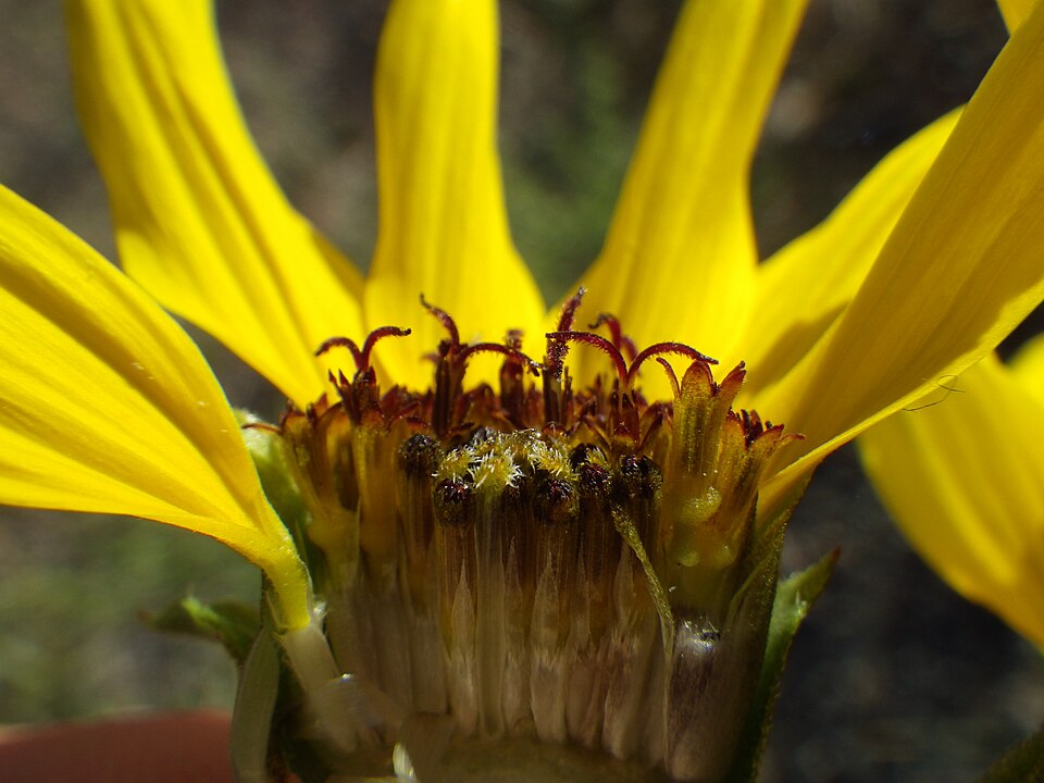 Helianthus petiolaris — bloom photograph