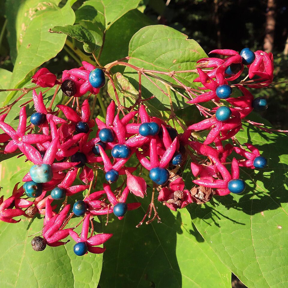 Clerodendrum trichotomum — fruit photograph