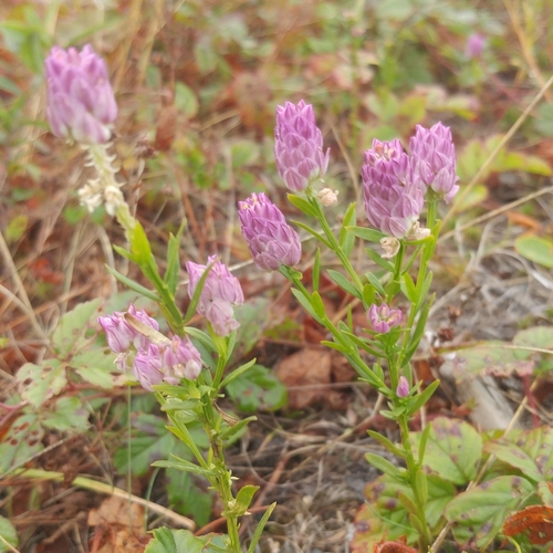 Senega sanguinea — flower photograph