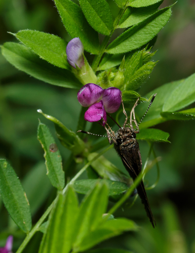 Vicia sativa — flower photograph