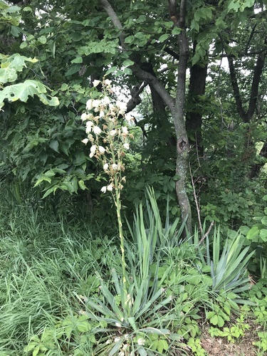 Yucca flaccida — flower photograph