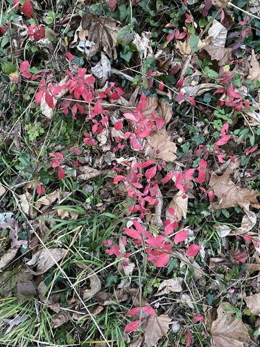 Euonymus alatus — foliage photograph