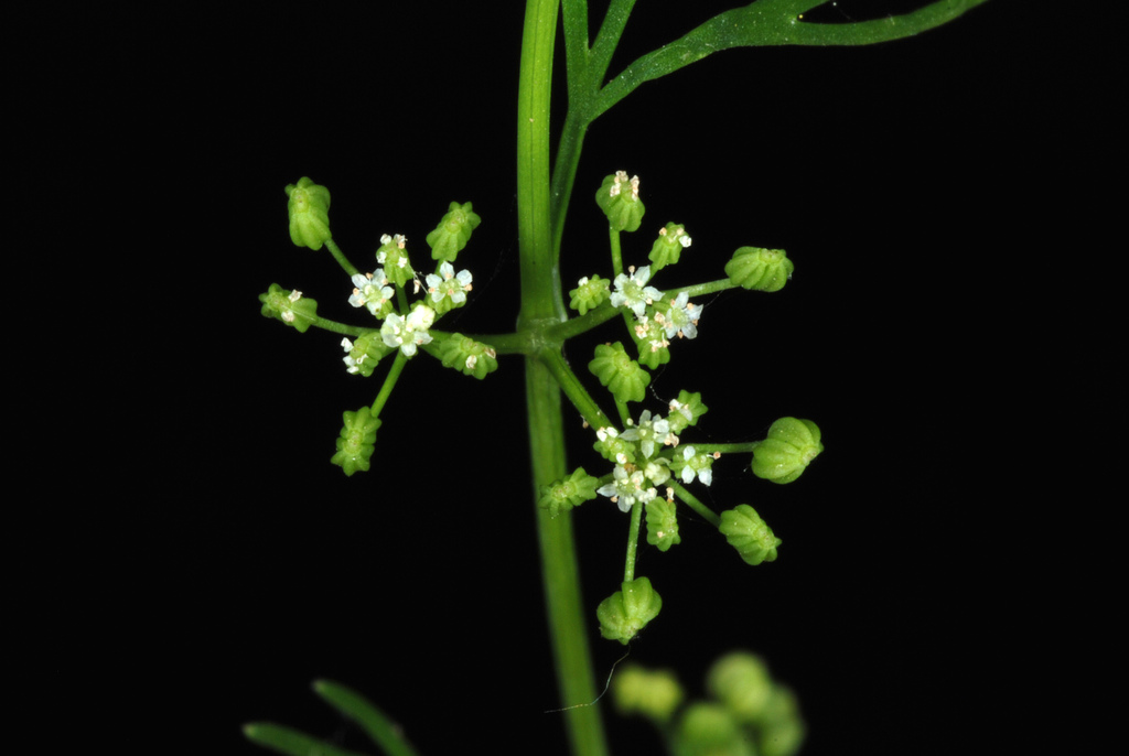 Cyclospermum leptophyllum — bloom photograph