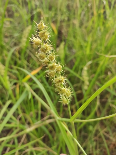 Cenchrus longispinus — fruit photograph