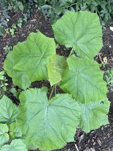 Paulownia tomentosa — foliage photograph