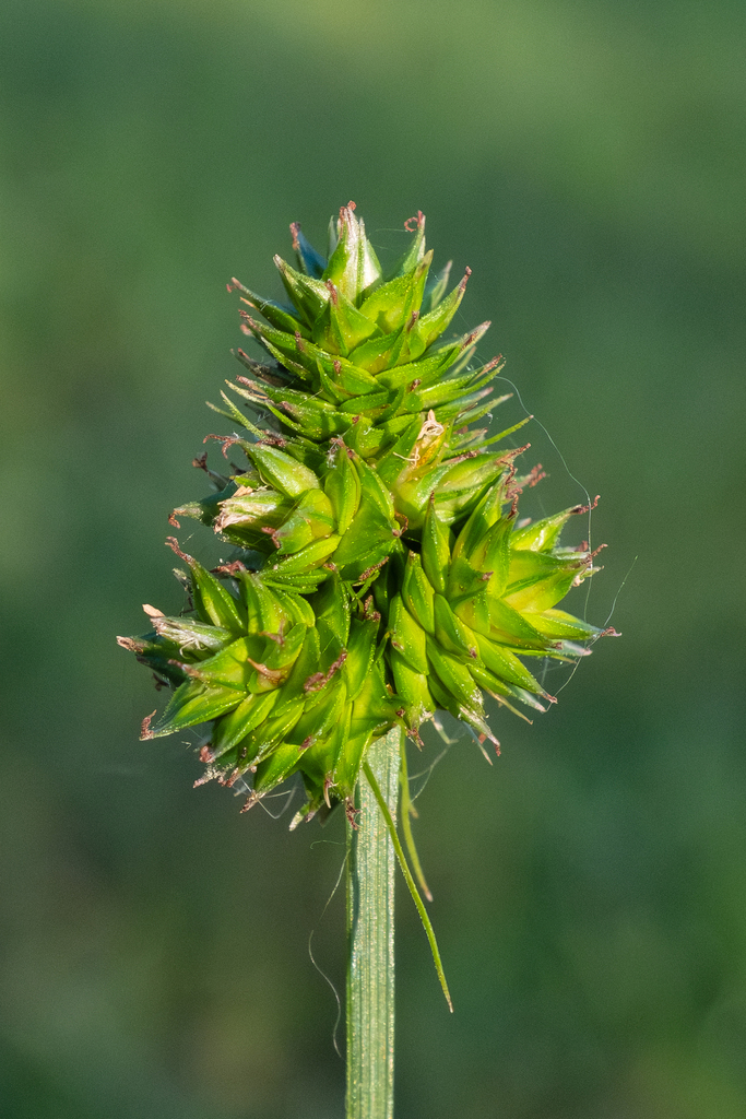 Carex mesochorea — fruit photograph