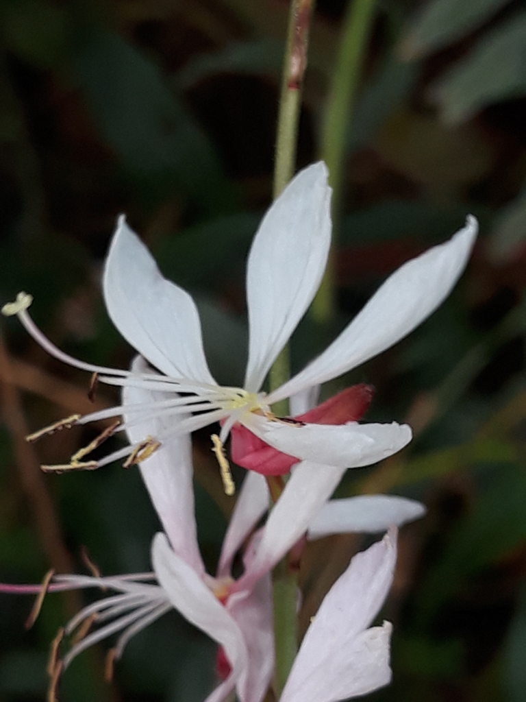 Oenothera lindheimeri — bloom photograph
