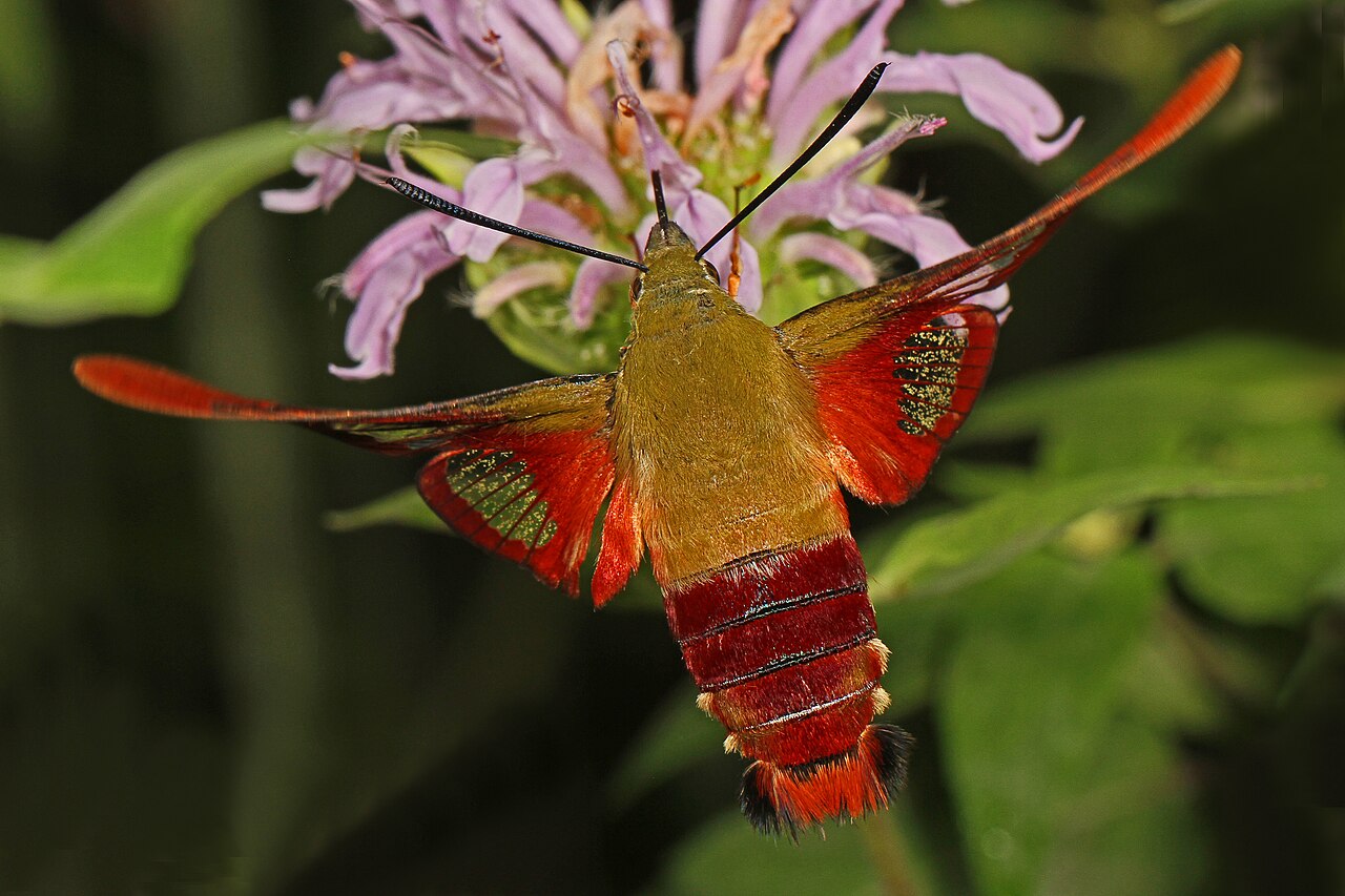 Hummingbird Clearwing