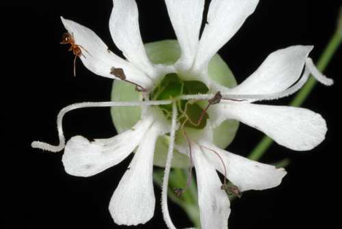 Silene vulgaris — flower photograph