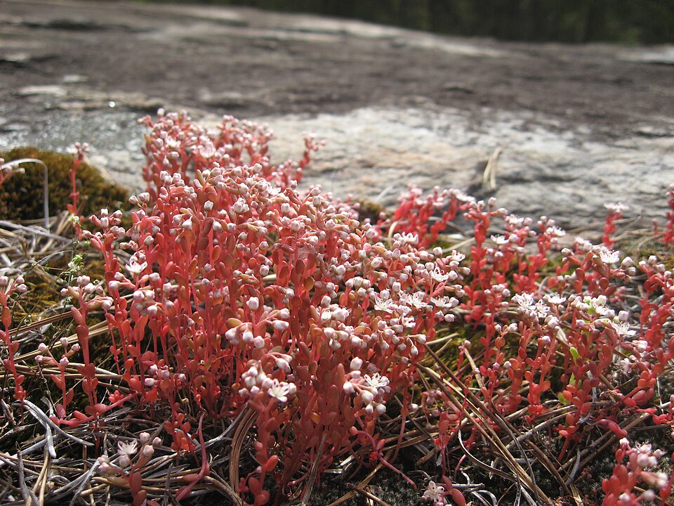 Diamorpha smallii — bloom photograph
