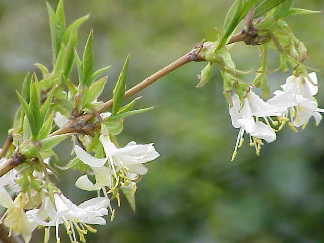 Lonicera fragrantissima — bloom photograph