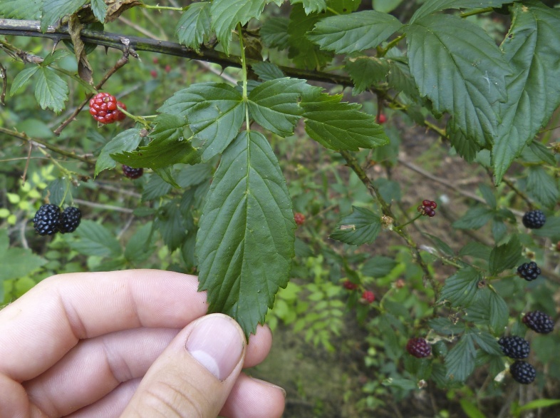 Rubus pensilvanicus — leaf photograph