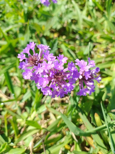 Verbena rigida — flower photograph