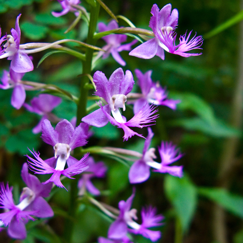Platanthera shriveri — flower photograph