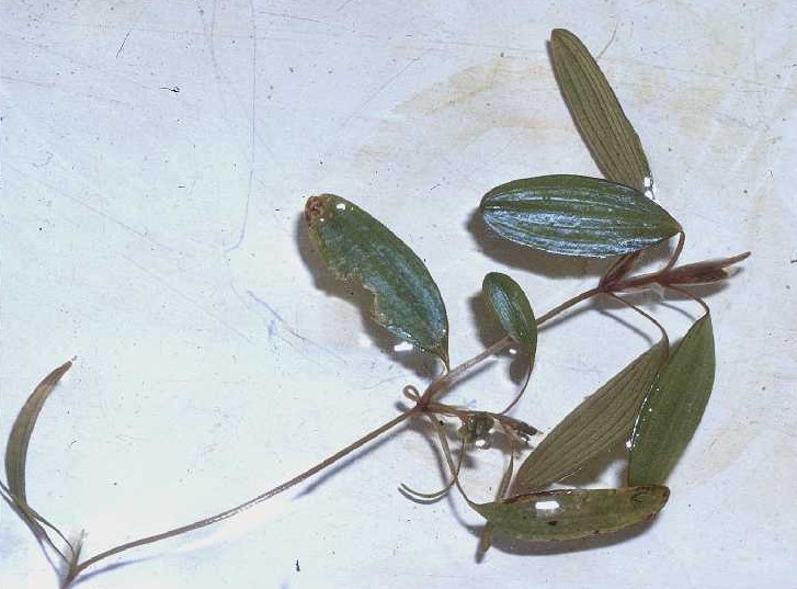 Potamogeton diversifolius — foliage photograph