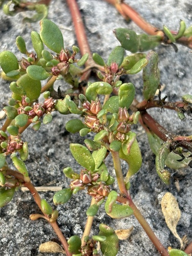 Sesuvium maritimum — whole plant photograph