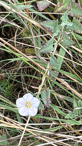 Convolvulus arvensis — flower photograph