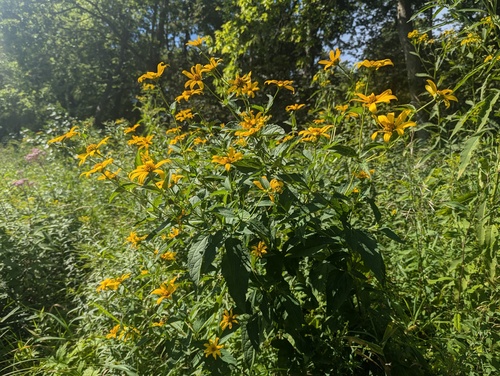 Heliopsis helianthoides var. helianthoides photograph