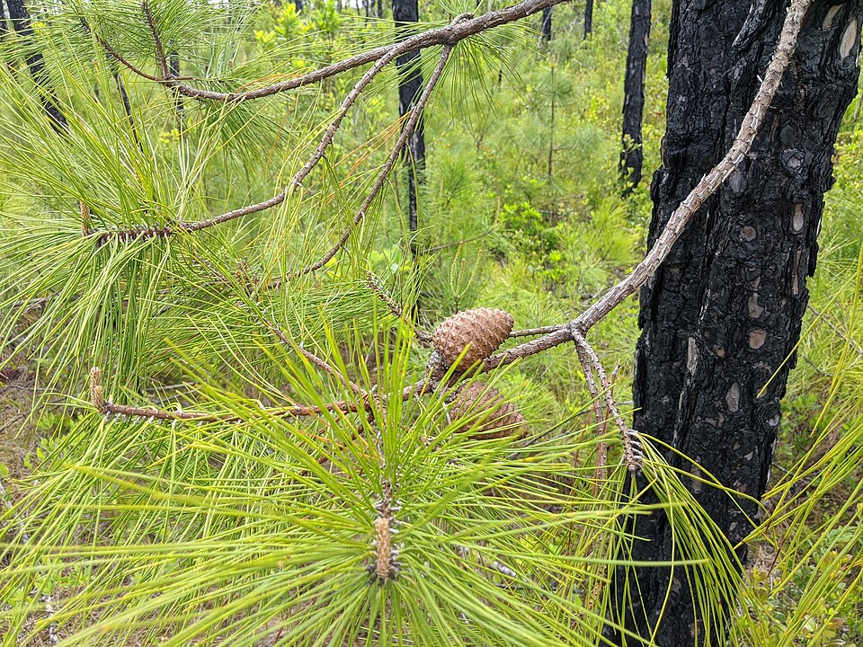 Pinus serotina — cone photograph