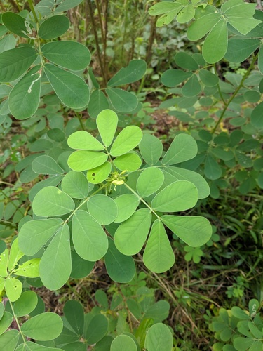 Senna obtusifolia — foliage photograph