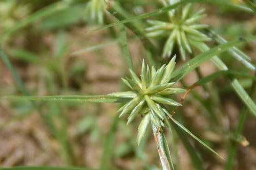 Cyperus retroflexus — flower photograph