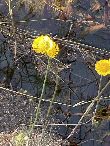 Helenium pinnatifidum photograph