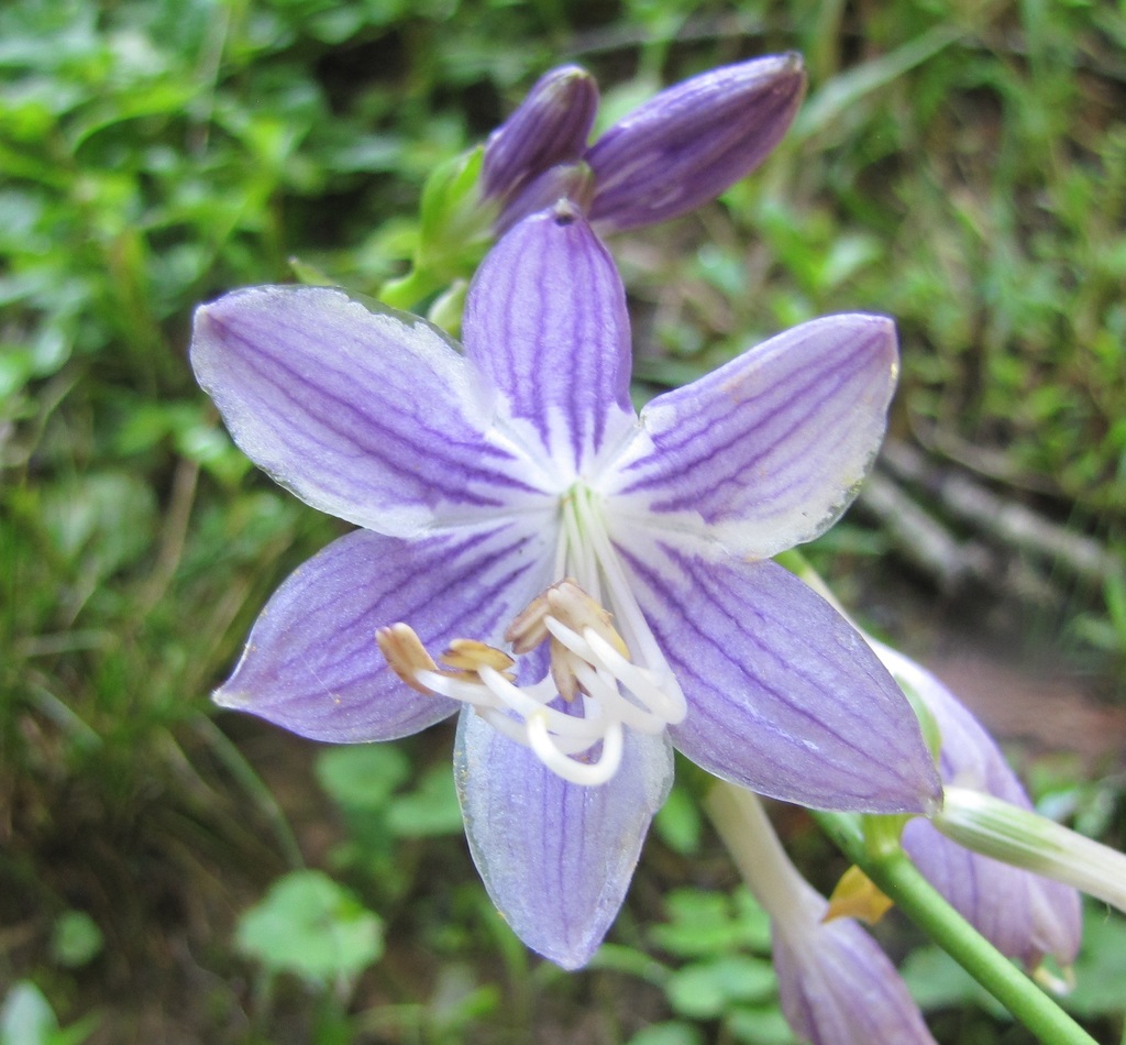 Hosta ventricosa — bloom photograph