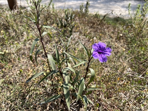 Ruellia simplex — flower photograph