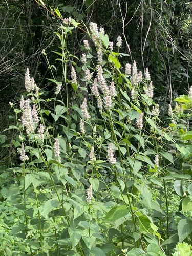 Agastache scrophulariifolia — flower photograph