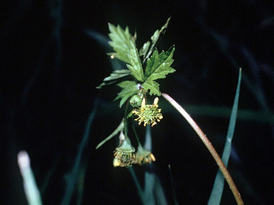 Geum vernum — bloom photograph