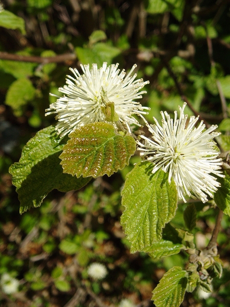 Fothergilla major — bloom photograph