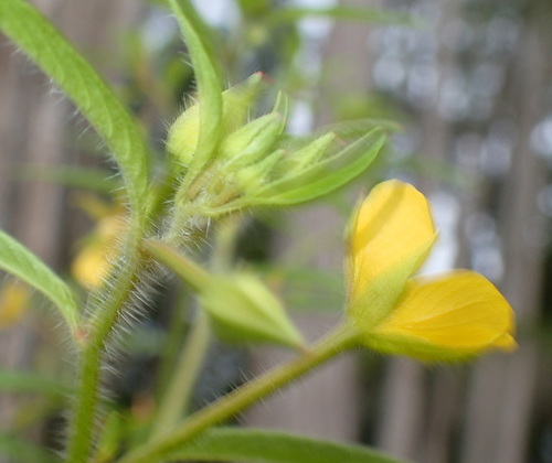 Ludwigia leptocarpa photograph