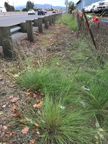Eragrostis curvula — whole photograph