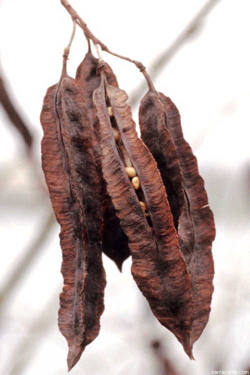Sesbania punicea — fruit photograph