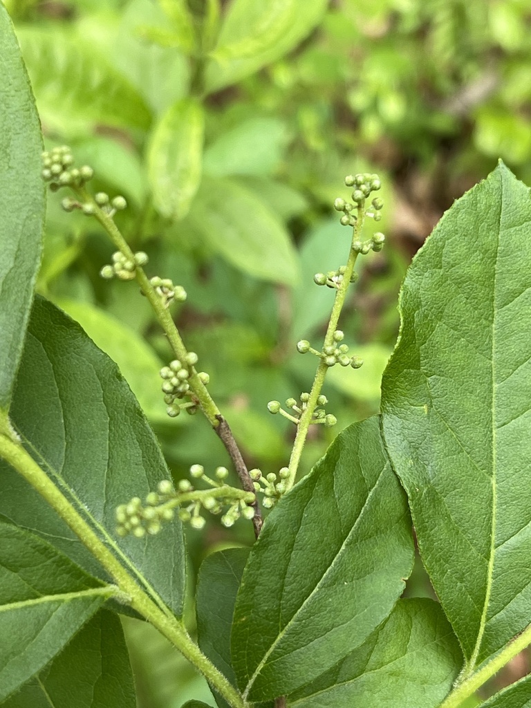 Lyonia ligustrina var. ligustrina — foliage photograph