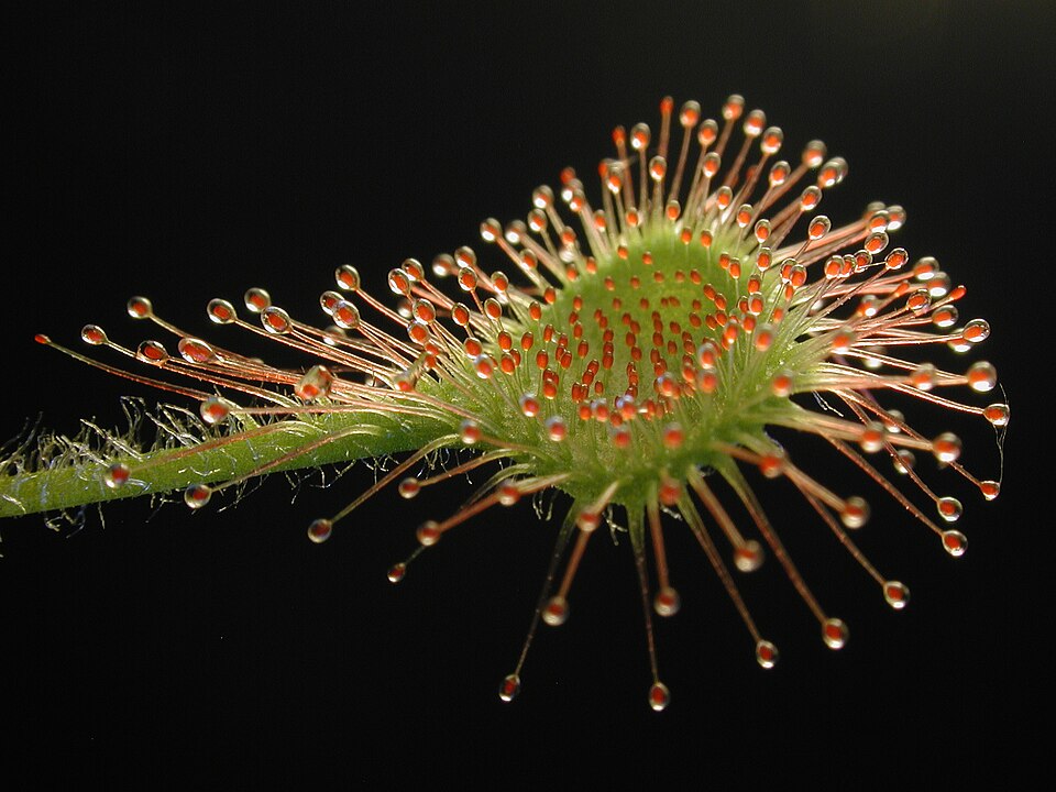 Drosera rotundifolia — leaf photograph