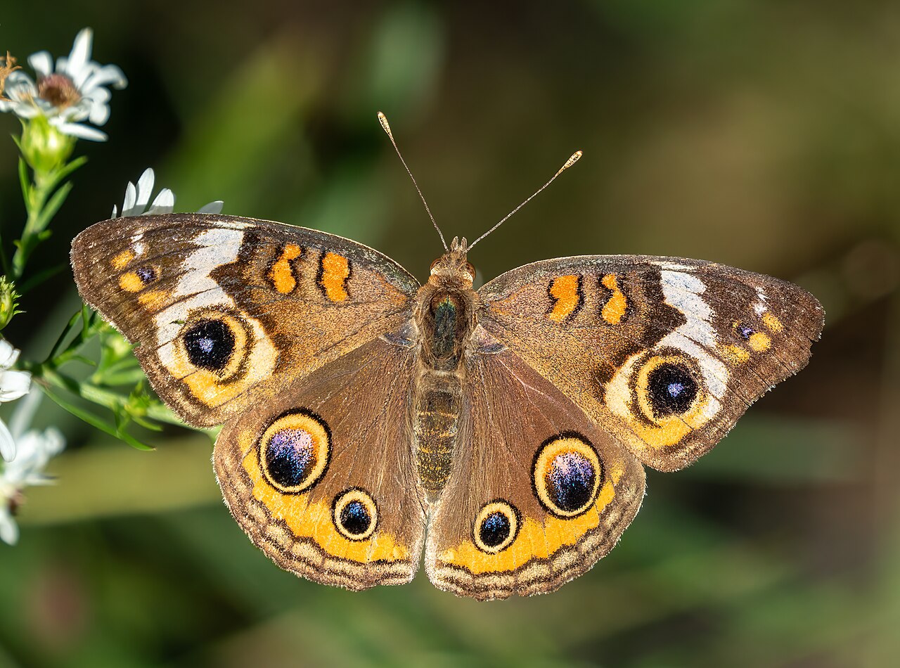 Common Buckeye