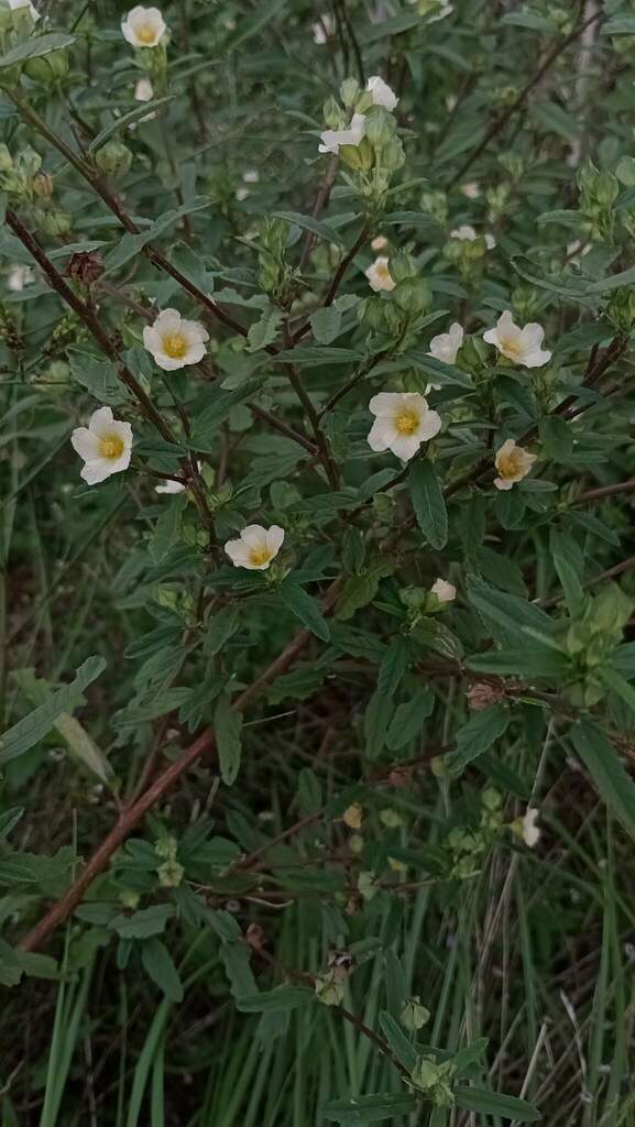 Sida spinosa — bloom photograph