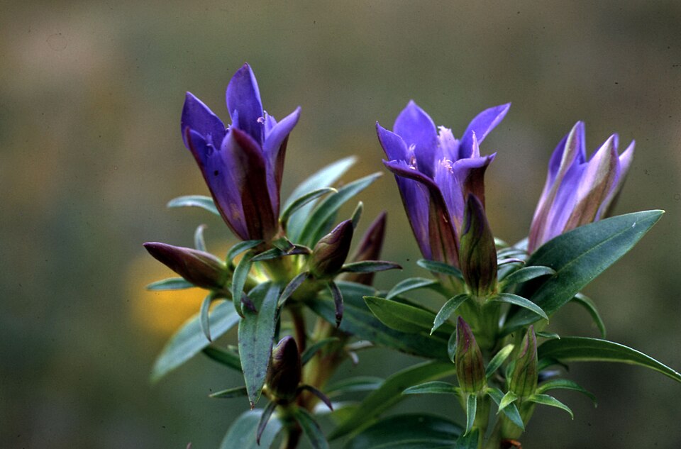 Gentiana puberulenta — bloom photograph