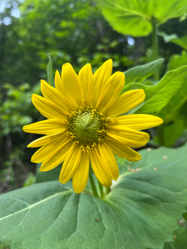 Silphium connatum — whole photograph