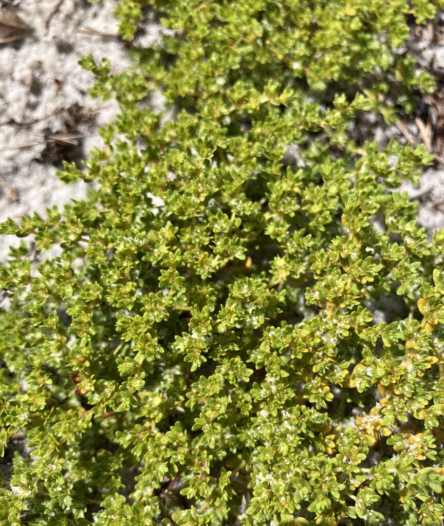 Paronychia herniarioides — whole photograph
