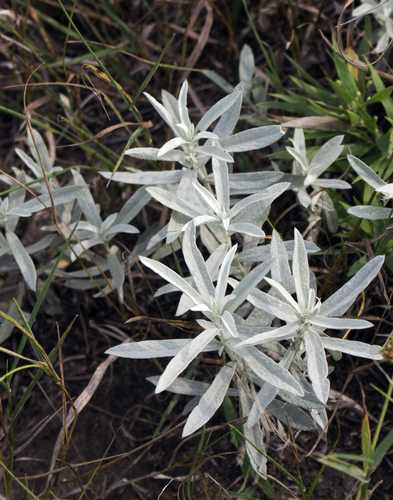 Artemisia ludoviciana — foliage photograph