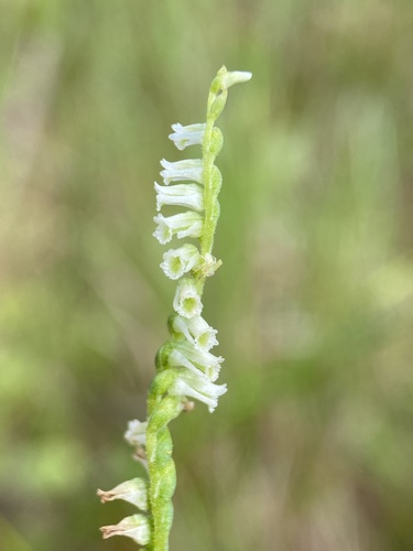 Spiranthes eatonii — flower photograph