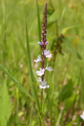 Verbena simplex — flower photograph