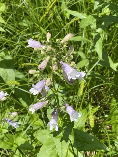 Penstemon calycosus — flower photograph