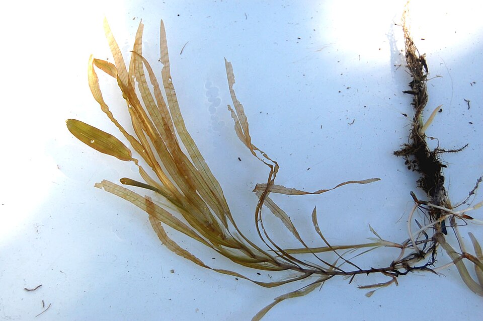 Potamogeton epihydrus — whole photograph