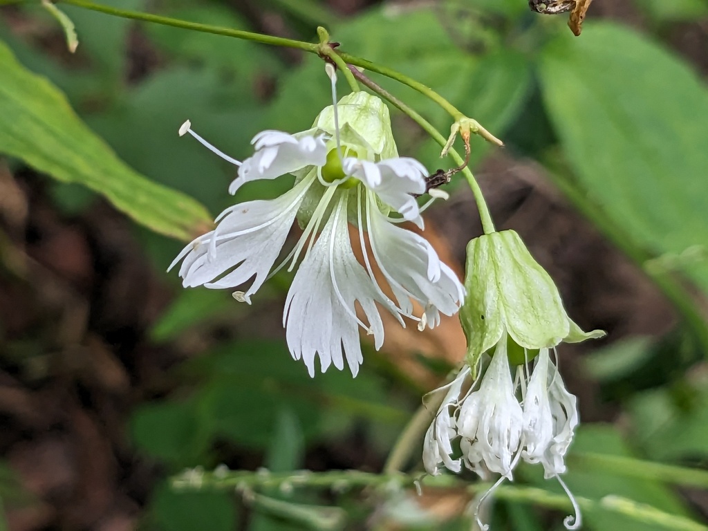 Silene stellata — bloom photograph